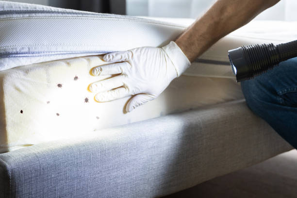 Best Affordable Pest Control Services  in Linton Hall, VA
