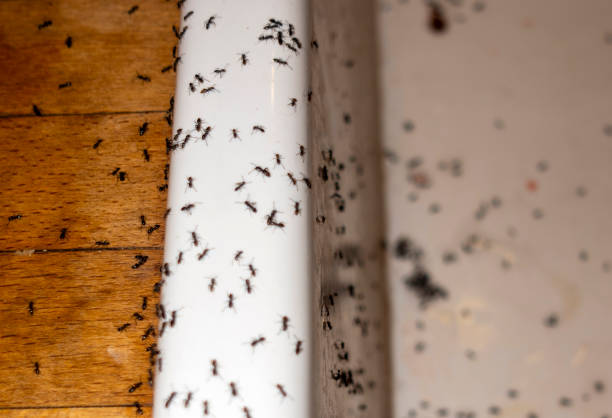 Best Insect Control  in Linton Hall, VA