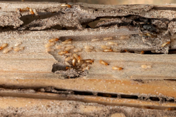 Best Pest Prevention Services  in Linton Hall, VA