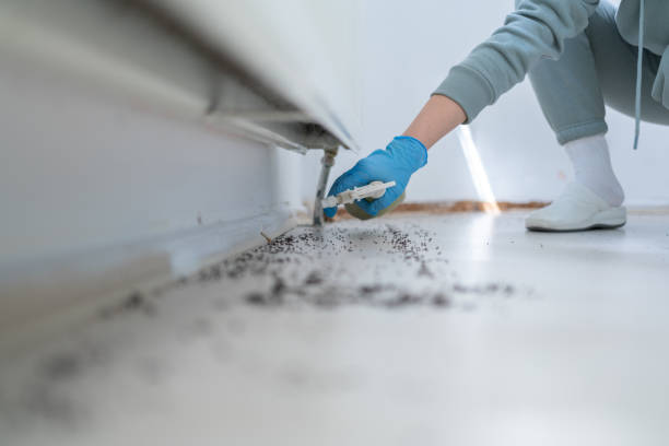 Bird Control in Linton Hall, VA